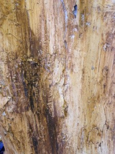 Artificial tree texture with no bark
