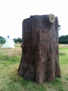 unique compost toilet inside a tree for a glamping site